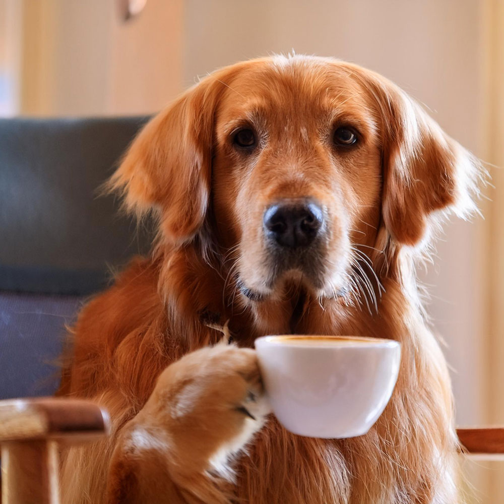 ゴールデンレトリーバーが洋風の家で椅子に座って、コーヒーを飲む